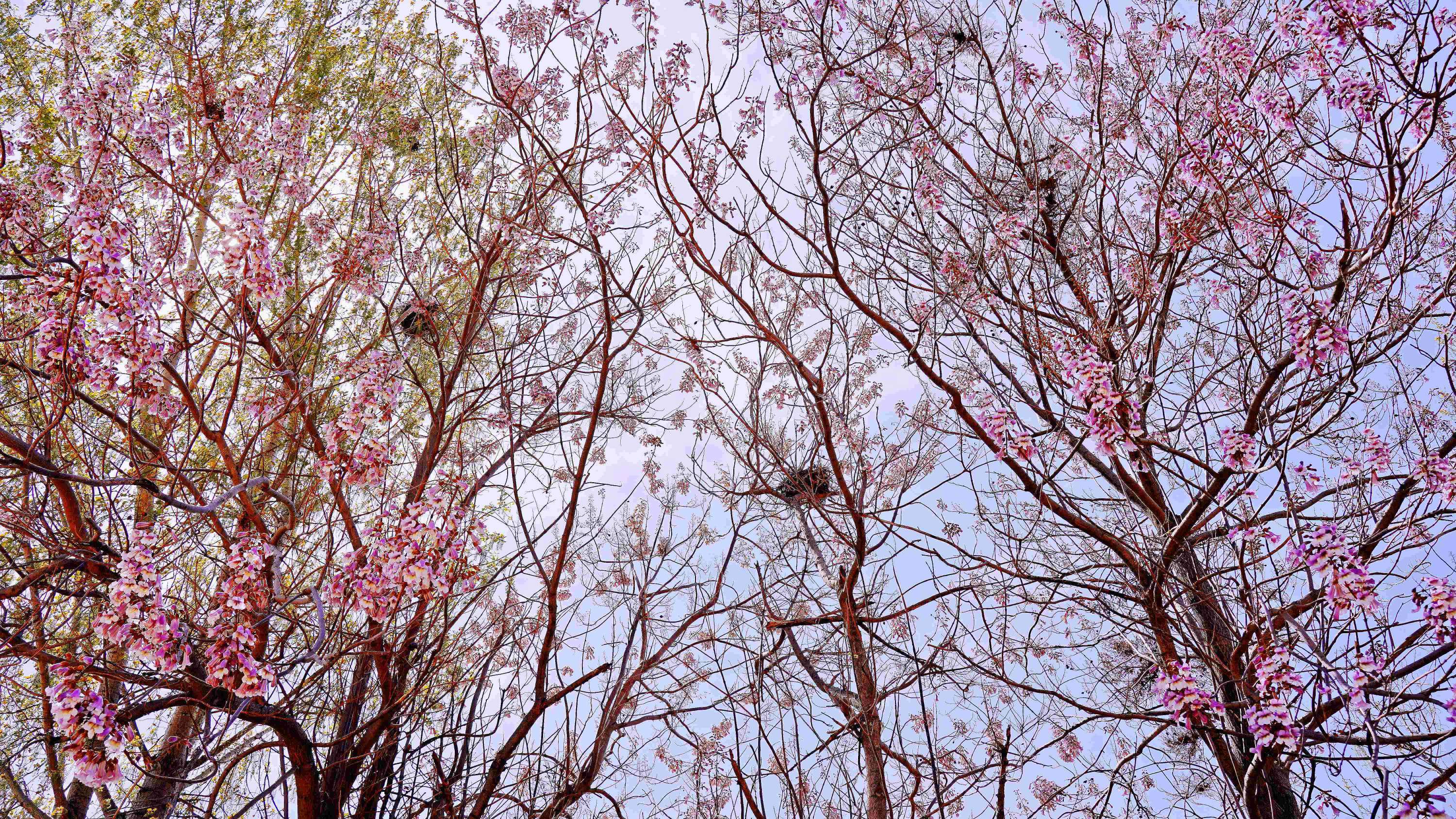 梧桐花開，鳳凰自來。